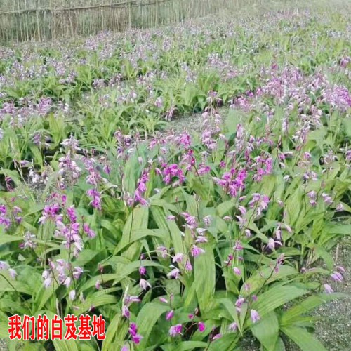 金铁锁种子除草剂_金铁锁种子销售（基地专用除草剂）
