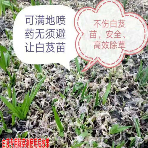 云南中药材基地专用除草剂(说明书)_专用中药材除草剂图片