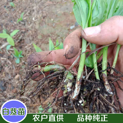 免费提供白芨小苗培育种植技术|货真价实的昆明紫花大白芨