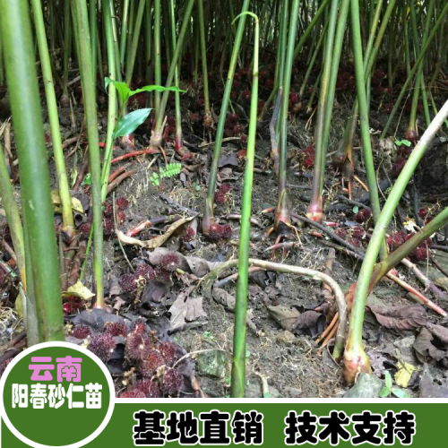 2017砂仁的种植技术包技术*砂仁种植基地