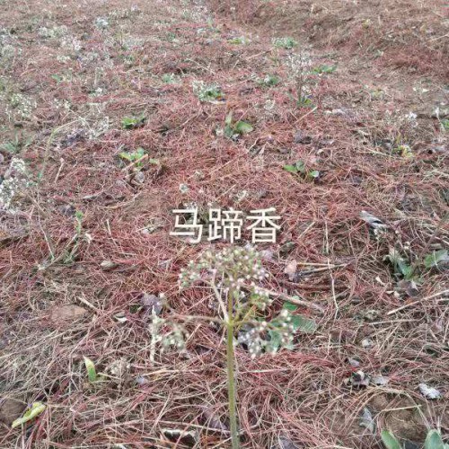 什么是蜘蛛香_呈什么样,适合种植条件区域