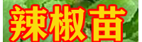 辣椒苗 云南辣椒苗 云南辣椒苗销售地址