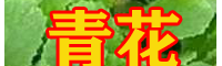云南青花价格|青花菜苗	|青花苗哪里可以买到