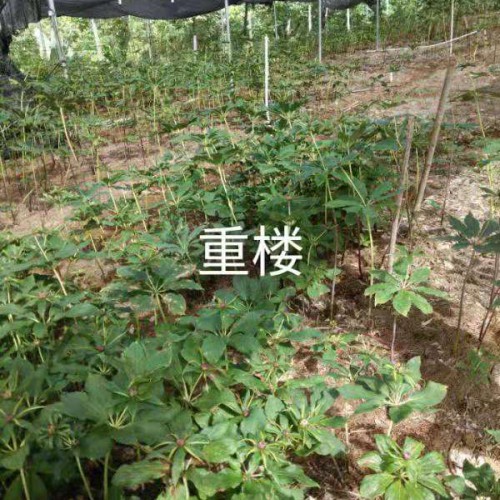 重楼苗