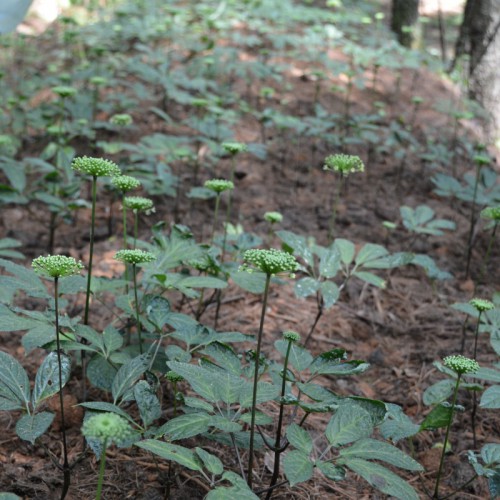 林下三七的优质丰产栽培技术 滇重楼、滇黄精、白芨、食用菌