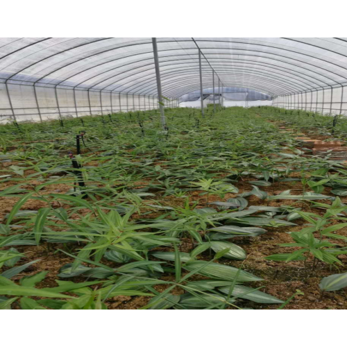 滇黄精种植技术