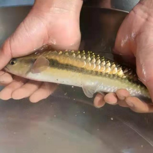 珍稀土著鱼养殖基地信息