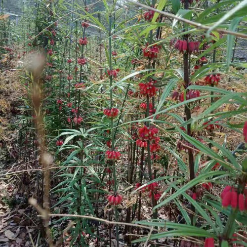 安徽省宣城市宁国市黄精  供应云南滇黄精种苗