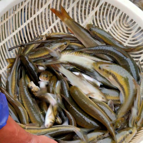 2019*.1.2云南鲤鱼价格行情批发