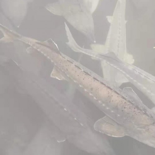 水产养殖基地求合作_会泽滇泽水产养殖有限公司