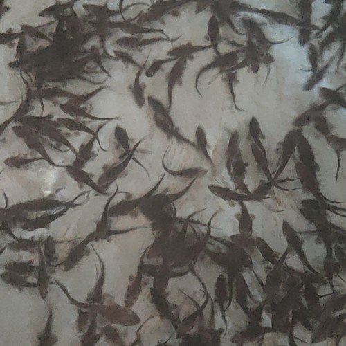 鲤鱼有哪些营养价值及功效?(附各地价格)