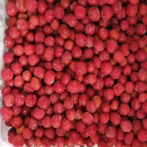 钙果苗木08
