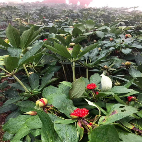云南滇重楼种子价格_云南重楼种植基地-云南大的一棵重楼
