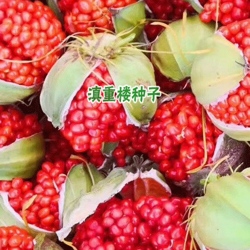 大理重楼种子图片及销售点_