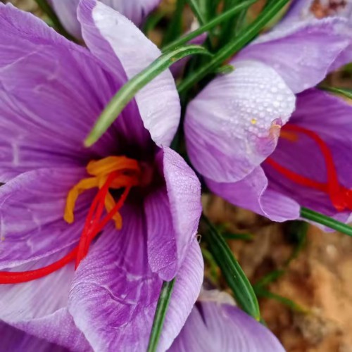 云南楚雄红花 楚雄红花黄精种植基地