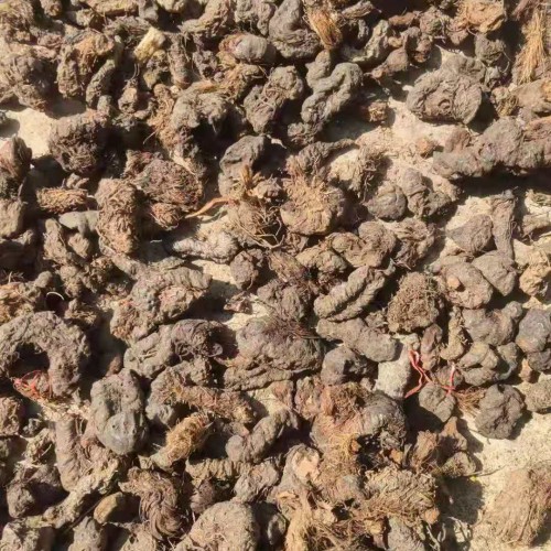 草血竭又叫草血结、回头草、土血竭图片