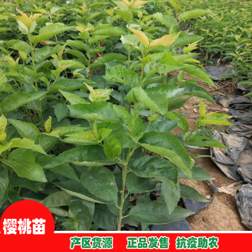 岱红樱桃苗、先锋樱桃苗、黑珍珠樱桃苗介绍