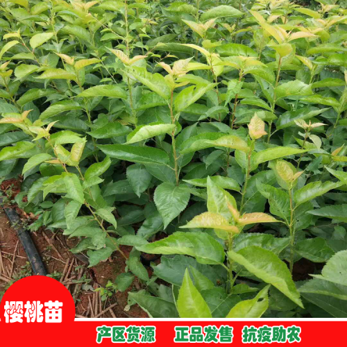种植樱桃如何合作管理,樱桃种植技术