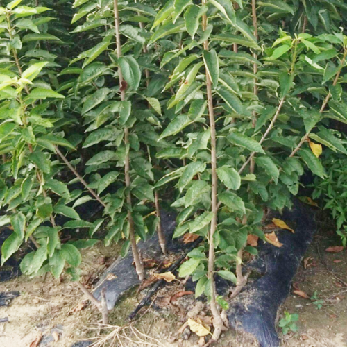 2020巴西甜樱桃+昆明樱桃种植几年结果？