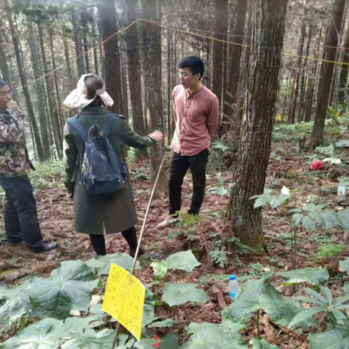 云南二年生草果苗图片（价格）
