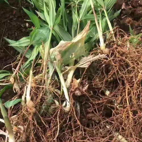 云南黄精苗价格-昆明滇黄精种苗销售