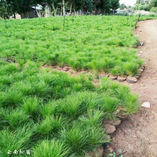 邵阳云南松苗基地 邯郸郑州云南松苗基地