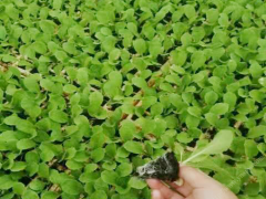 蔬菜秧苗 批发蔬菜种苗图片