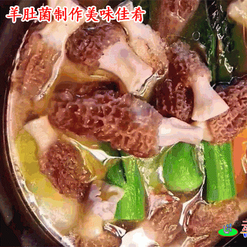 羊肚菌的功效_羊肚菌的营养价值