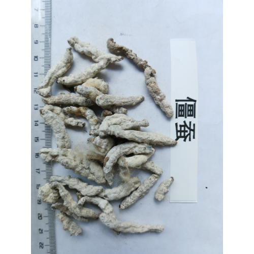 僵蚕与白僵蚕有区别吗