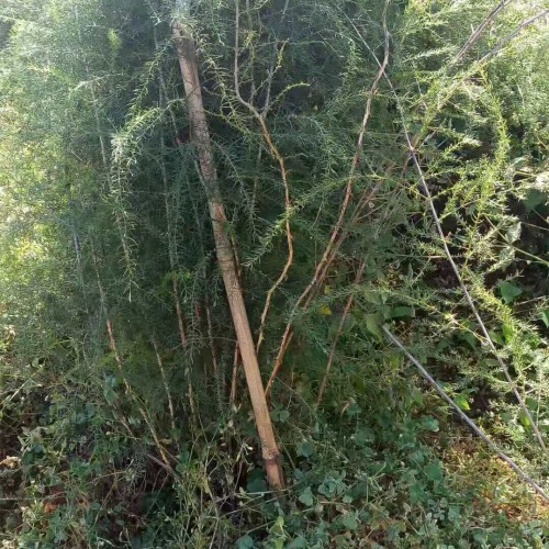 一亩地可育多少棵天冬苗 天冬种植亩种多少棵苗 一亩栽多少棵