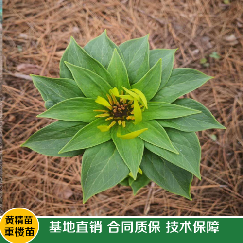 2019高杆滇重楼种苗公司_云南高杆滇重楼种苗出售