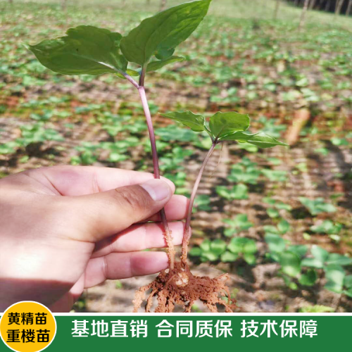 重楼种子的季节性很强_这几点很重要