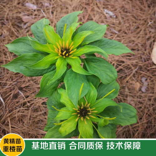 如何区别重楼好坏_云南重楼苗报价中心