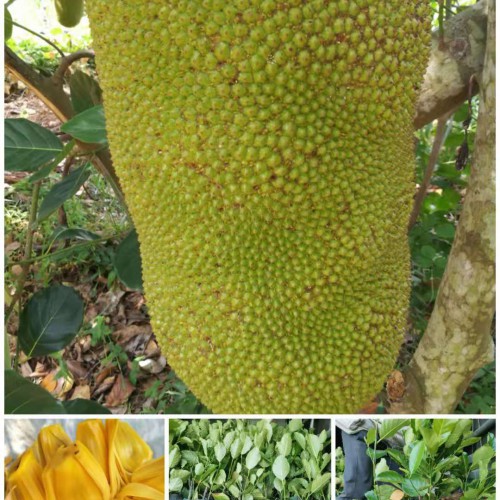 榴莲菠萝蜜苗多少钱一棵 榴莲味菠萝蜜苗嫁接 化州榴莲菠萝蜜苗