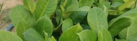 榴莲蜜菠萝蜜苗 雷州榴莲菠萝蜜苗多少钱一棵