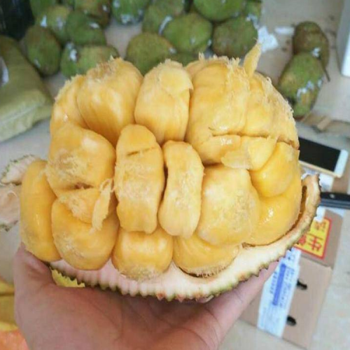 马来西亚一号菠萝蜜管理 榴莲蜜树苗特征 怎么让菠萝蜜在浙江过冬