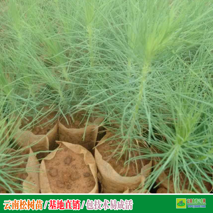 文山3.5米华山松苗价格 1米的多少钱 哪里有杯苗小苗的