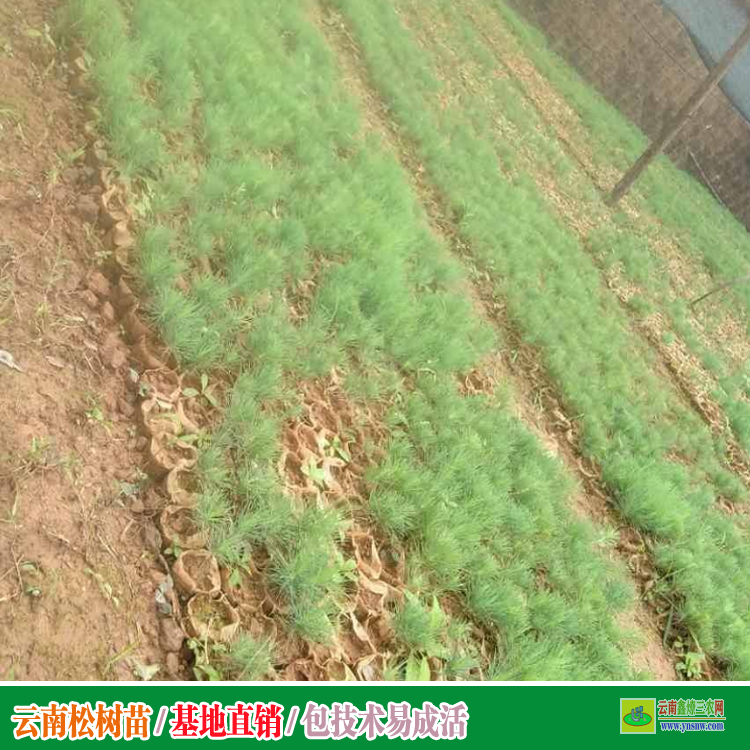 雅安今年油松华山松大苗价格 价格多少 临沧哪里有袋装苗40-50高