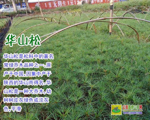 崇左80公分高华山松苗价格 华山松5年苗多少钱一颗 贵州凯里市哪里有苗卖