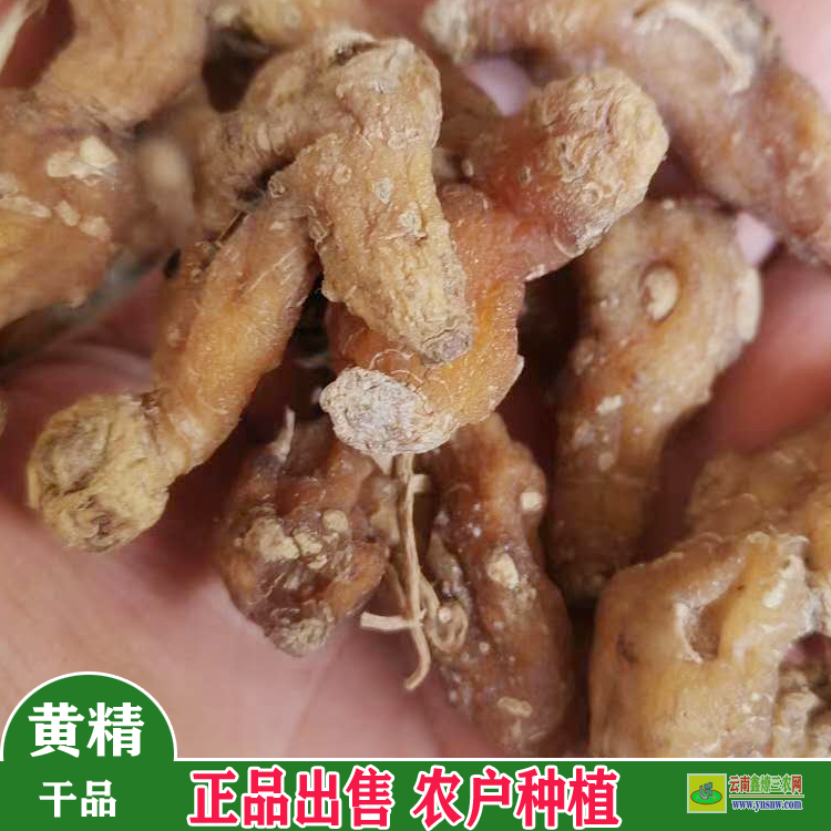 黔南云南省曲靖市滇黄精种苗种植基地 黄精小苗价格是多少 黄精苗一亩地栽多少棵批发价格