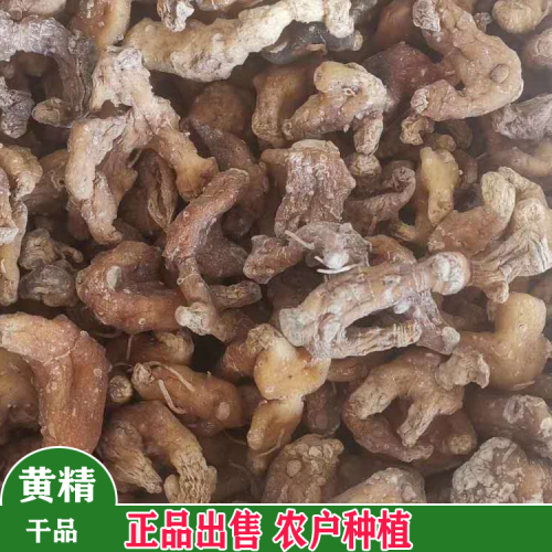 铜仁黄精种苗种植前景 黄精二年小苗价格 贵州黄精苗的价格