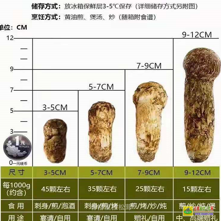 四川9至12公分云南松茸 今年香格里拉松茸 香格里拉新鲜松茸批发