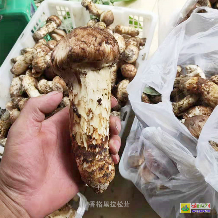 云南2021新鲜松茸的价格行情 今年香格里拉松茸 12公分以上松茸市场价格