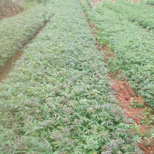 红油香椿树种植技术 香椿苗  哪里有红油香椿苗批发