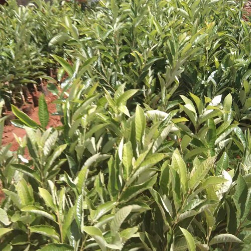 板栗种植效益及前景 南方板栗苗什么品种好 板栗苗基地哪里有