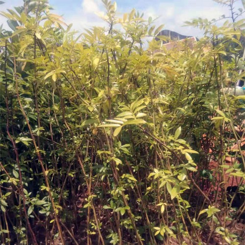 青花椒树苗多少钱一棵 青花椒管理技术 青花椒苗价格