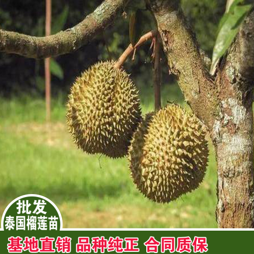 泰国榴莲蜜苗图片泰国榴莲蜜苗批发榴莲菠萝蜜苗哪里买