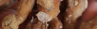 铜仁云南省药用植物所滇黄精种苗 东北鸡头黄精小苗图片 阿坝黄精苗价格