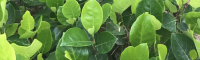 马来西亚新菠萝蜜品种 榴莲蜜树苗特征 菠萝蜜辨别生熟图解