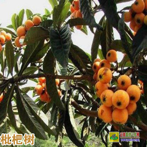 四川贵阳杨梅苗批发 浙江杨梅杯苗 贵州杨梅苗多少钱一棵